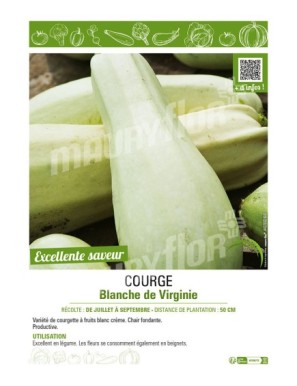 COURGE BLANCHE DE VIRGINIE