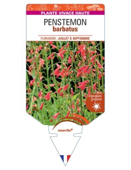 PENSTEMON barbatus (rouge) *
