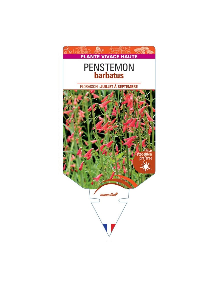 PENSTEMON barbatus (rouge) *