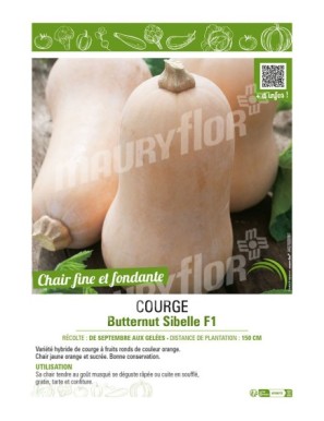 COURGE BUTTERNUT SIBELLE F1