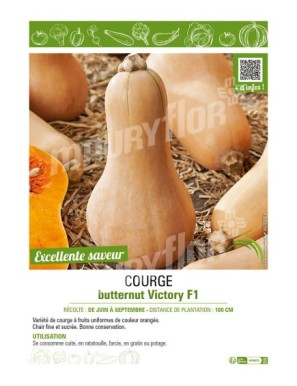 COURGE BUTTERNUT VICTORY F1