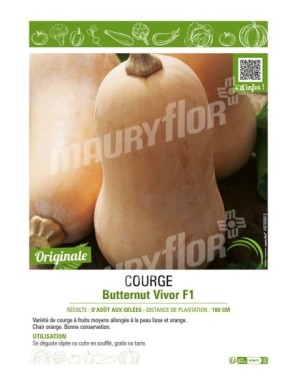 COURGE BUTTERNUT VIVOR F1