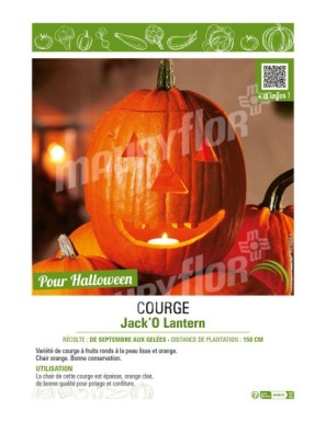 COURGE JACK'O LANTERN