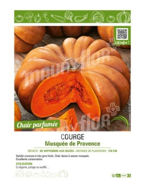 COURGE MUSQUÉE DE PROVENCE