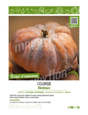 COURGE VENTOUX