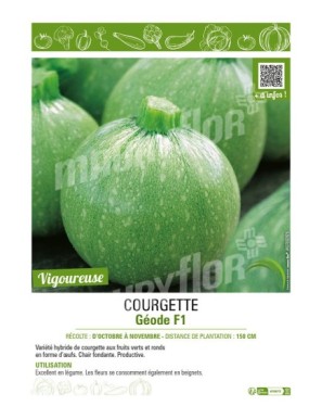 COURGETTE (RONDE) GÉODE F1