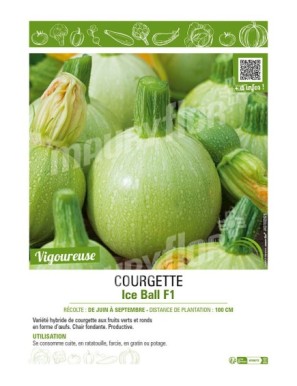 COURGETTE (RONDE) ICE BALL F1