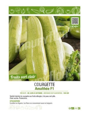 COURGETTE AMALTHÉE F1