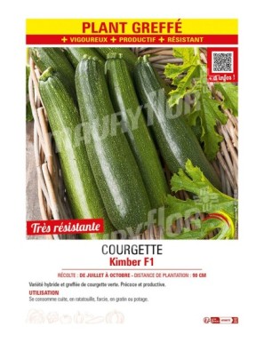 COURGETTE KIMBER F1 plant greffé