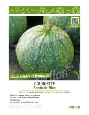 COURGETTE RONDE DE NICE