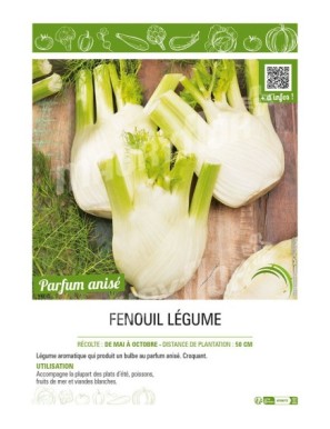 FENOUIL LÉGUME