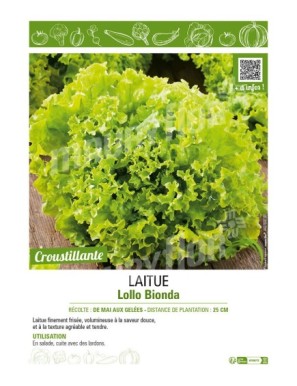 LAITUE (A COUPER) LOLLO BIONDA