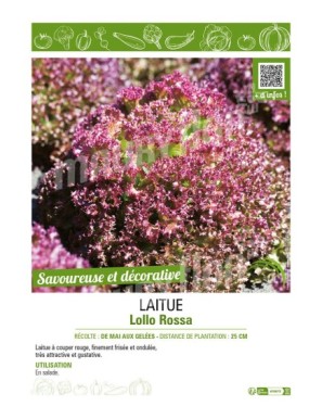 LAITUE (A COUPER) LOLLO ROSSA