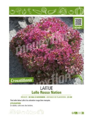 LAITUE (A COUPER) LOLLO ROSSA NATION