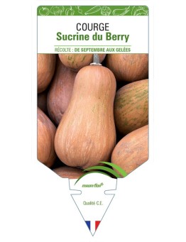 COURGE SUCRINE DU BERRY