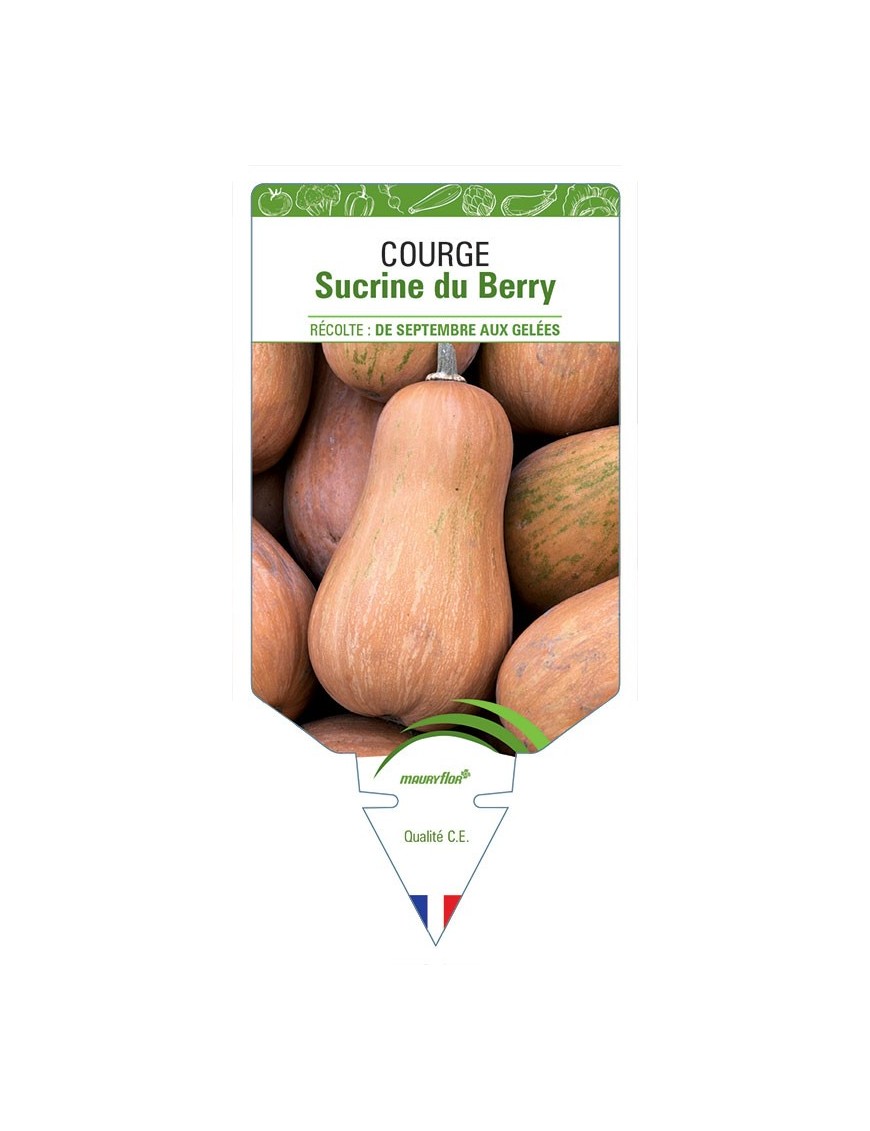 COURGE SUCRINE DU BERRY