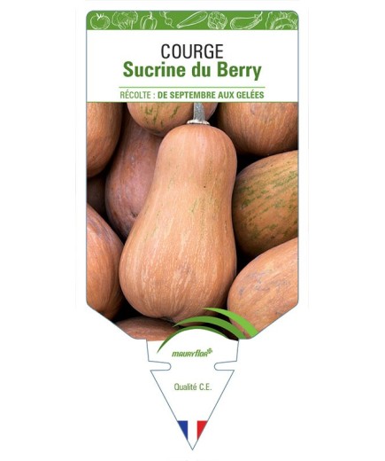 COURGE SUCRINE DU BERRY