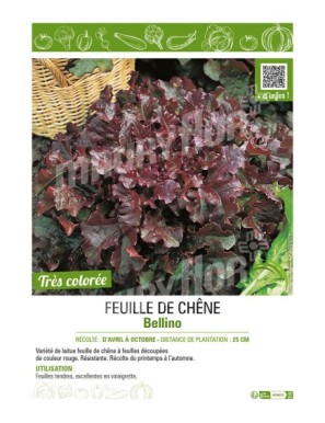 (LAITUE) FEUILLE DE CHÊNE BELLINO