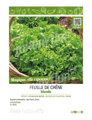 (LAITUE) FEUILLE DE CHÊNE BLONDE