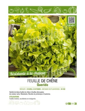 (LAITUE) FEUILLE DE CHÊNE QUERIDO