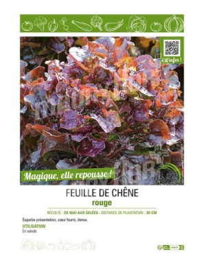 (LAITUE) FEUILLE DE CHÊNE ROUGE