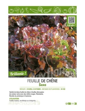 (LAITUE) FEUILLE DE CHÊNE SAXO