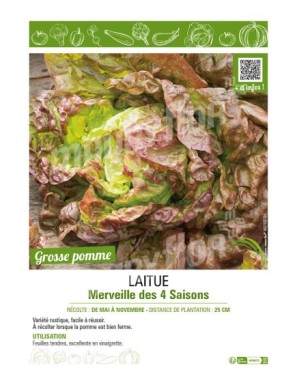 LAITUE MERVEILLE DES 4 SAISONS