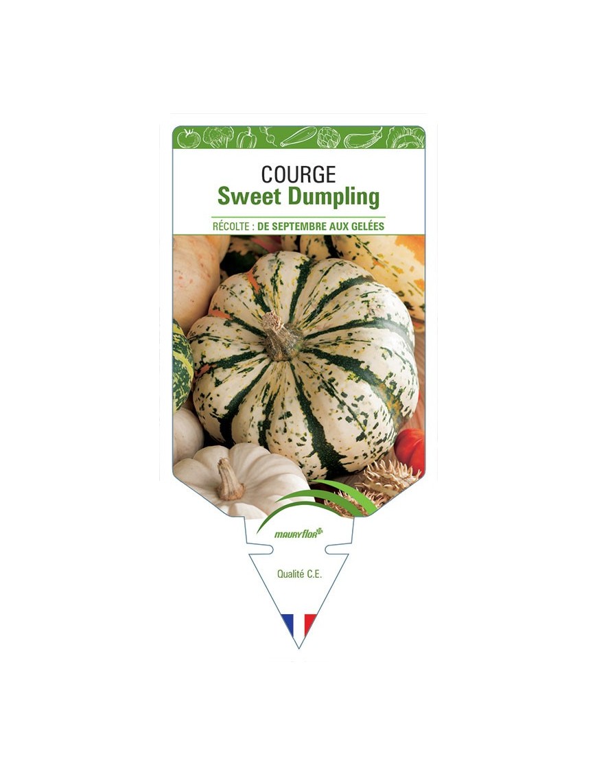 COURGE SWEET DUMPLING