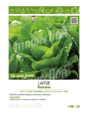 LAITUE ROMAINE