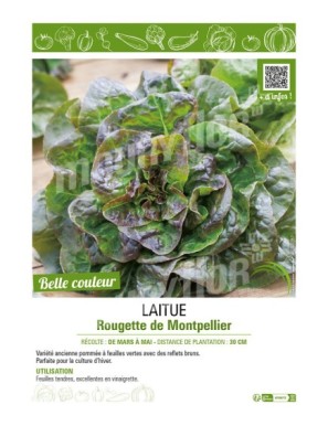 LAITUE ROUGETTE DE MONTPELLIER