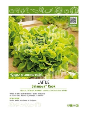 LAITUE SALANOVA COOK