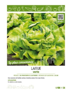 LAITUE VERTE