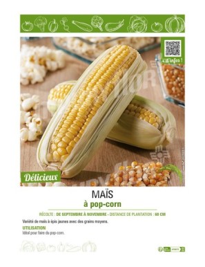 MAÏS À POP CORN