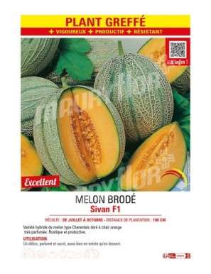 MELON BRODÉ SIVAN F1 plant greffé