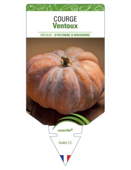 COURGE VENTOUX