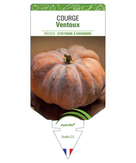 COURGE VENTOUX