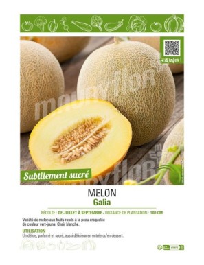 MELON GALIA