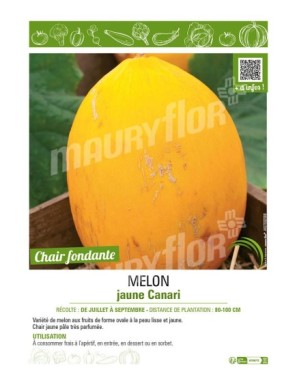 MELON JAUNE CANARI