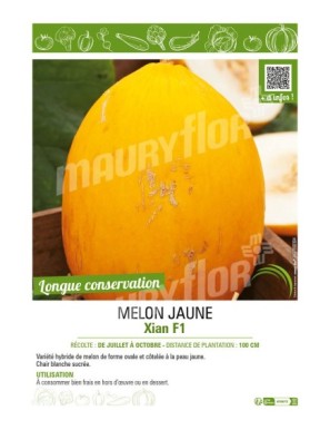 MELON JAUNE XIAN F1