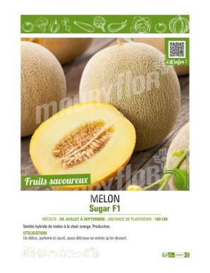MELON SUGAR F1