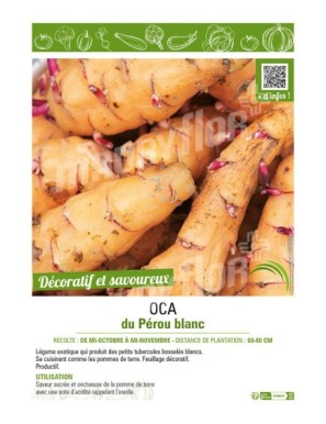 OCA DU PEROU BLANC