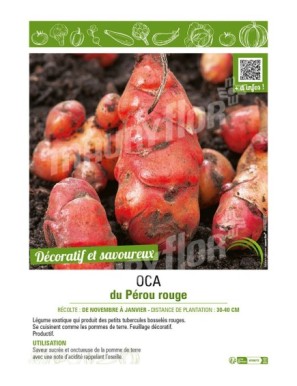 OCA DU PEROU ROUGE