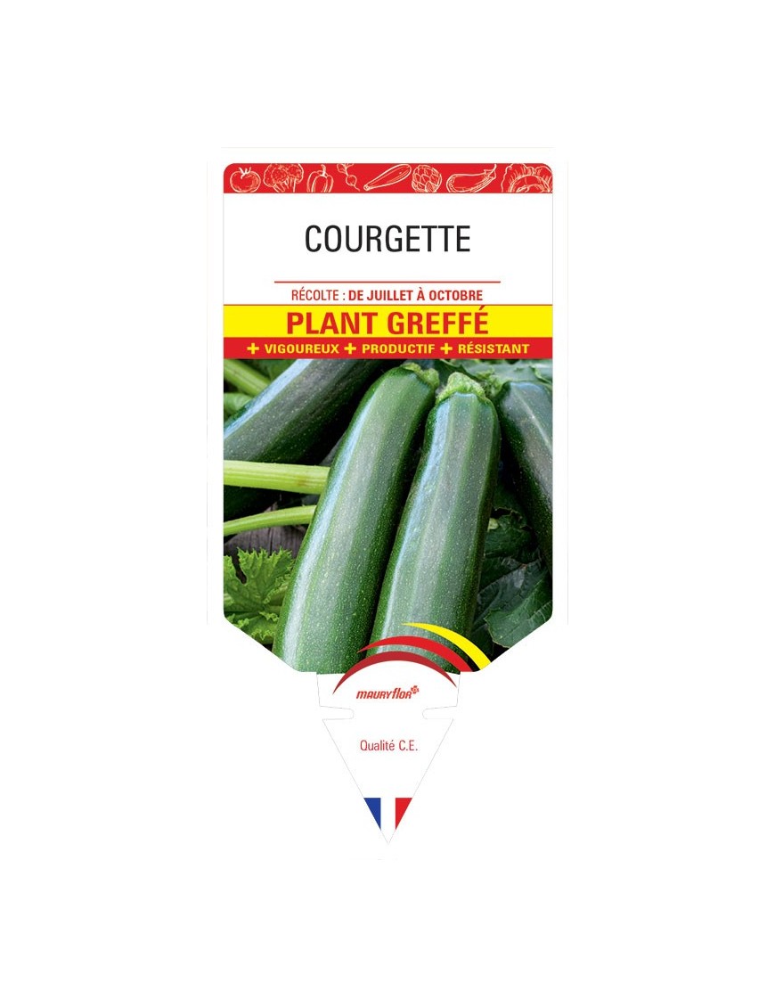COURGETTE PLANT GREFFÉ