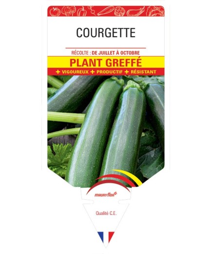 COURGETTE PLANT GREFFÉ
