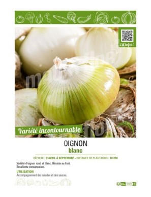 OIGNON BLANC (APLATI)