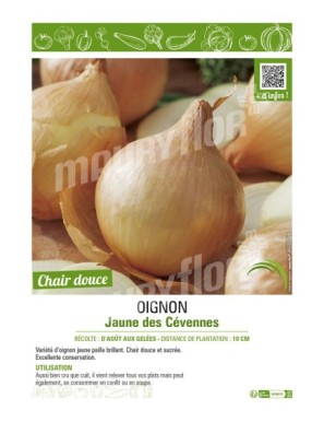 OIGNON JAUNE DES CEVENNES