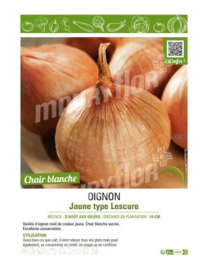 OIGNON JAUNE TYPE LESCURE