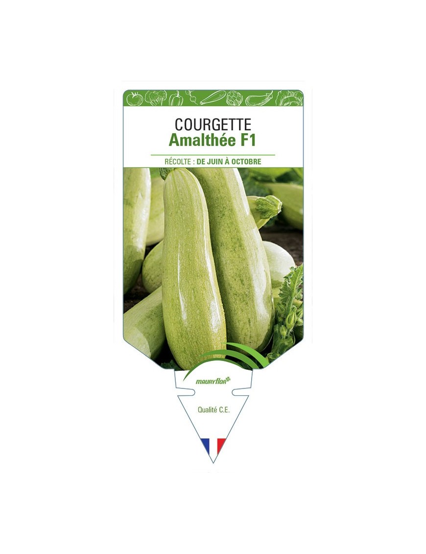 COURGETTE AMALTHÉE F1