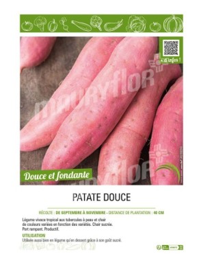 PATATE DOUCE
