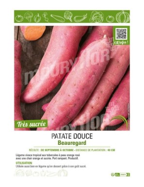 PATATE DOUCE BEAUREGARD